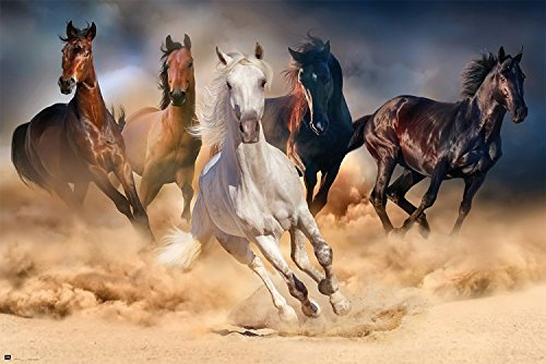 1art1 Chevaux Poster Five Horses Affiche Murale 91x61 cm