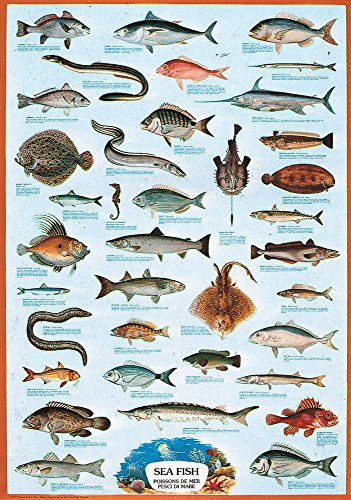 empireposter Educational - Bildung - Poster - Meeresfische + Ü-Poster