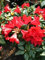 Zwerg Rhododendron repens Baden Baden 20-25 cm breit im 2 Liter Pflanzcontainer