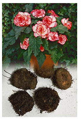 GARTHWAITE NURSERIES® : - 5 Picotee Begonias Tuberous Bulbs/Corms White/Red for Garden & Tubs Stunning Summer Flowering Plant
