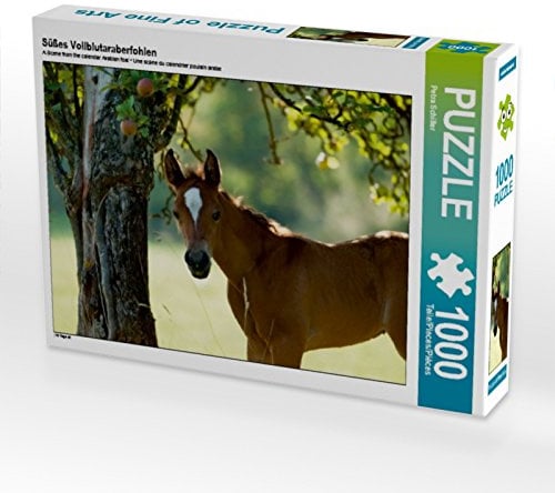 CALVENDO Puzzle Süßes Vollblutaraberfohlen | 1000 Teile Lege-Größe 64 x 48 cm Foto-Puzzle für glückliche Stunden