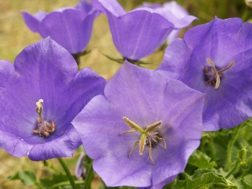 1000 MECHÓN BELLFLOWER (Cárpatos Bellflower) Semillas Campanula Carpatica Flor