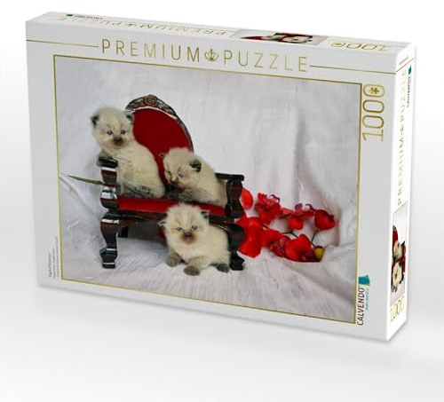 CALVENDO Puzzle Ragdoll Kätzchen | 1000 Teile Lege-Größe 64 x 48 cm Foto-Puzzle für glückliche Stunden