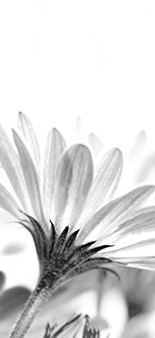 Bilderdepot24 Türtapete Blumenbild - Margerite 90 x 200 cm - einteilig Türaufkleber Türfolie Türposter - Pflanze Blüte Natur