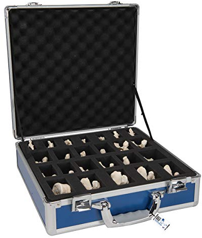 3B Scientific® Wirbelmodell-Set – 24 BONElike™ Nachbildungen menschlicher Wirbel mit realistischer Knochenstruktur, Langlebig & Waschbar + Smart Anatomy App (5 Jahre Garantie)