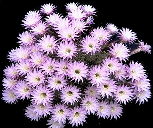Echinopsis multiplex giglio di Pasqua oxygona rari cactus oxigona seme cactus 50 SEMI