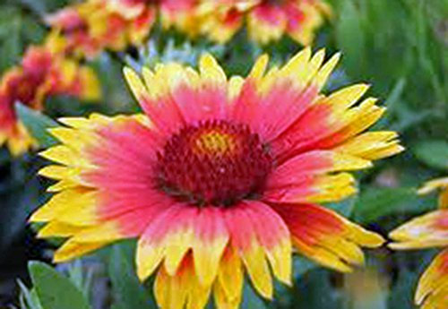 Arizona Sun Gaillardia, 25+ semillas orgánicas, brillante corte de la flor grande hermoso