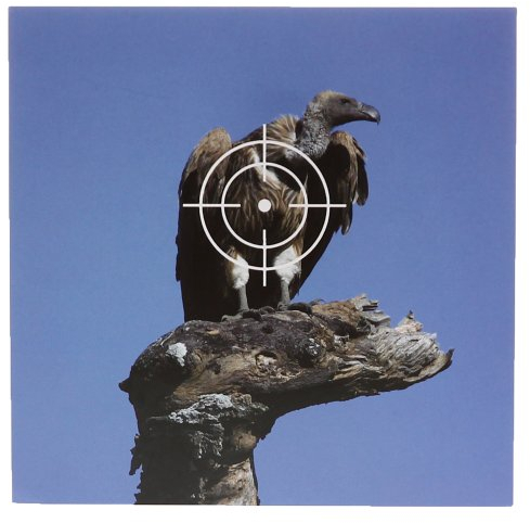 shoot-club 50 Tiermotiv Zielscheiben Geier Format 14x14cm