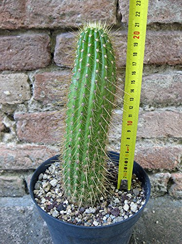 Geosism & Nature Trichocereus huascha 20 cm, Cactus, Plante succulente