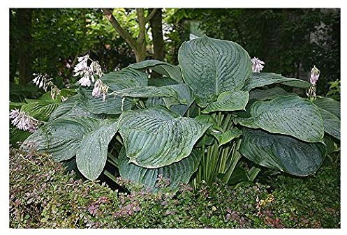 Hosta Empress Wu Single Division