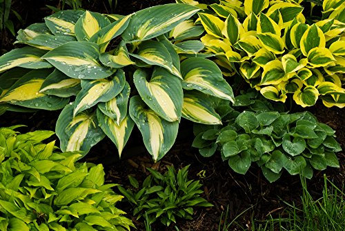 Hosta Mixed Seeds -Blue,Green,Variegated,Wavy,Shiny,Smooth -Amazing Mix
