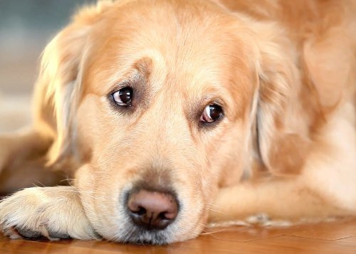 Edition Colibri Lentikular-Postkarte Entspannter Golden Retriever – Wechselbild-Wackelkarte Hund, A6