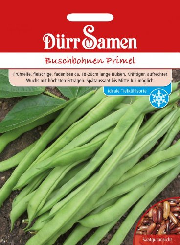 Dürr-Samen - Buschbohnen Primel 250 g Saatgut