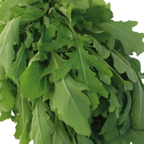 Rauke Salatrauke Rucola einjährig 5 g Züchtersaat für 10 m² Samen