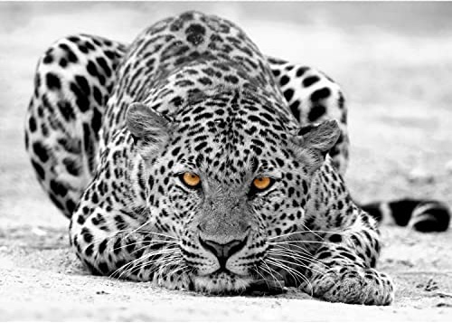 Runa Art Papel tapiz fotográfico 396 x 280 cm leopardo | Lana Decoración De Pared Sala Cuarto | Fabricación alemana | Negro y blanco 9034012b