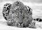 Runa Art Papier peint intissé 396 x 280 cm Leopard Afrique | Toison Décoration Murale Salon Chambre á Coucherr | Fabrication Allemande | Noir et blanc 9034012b