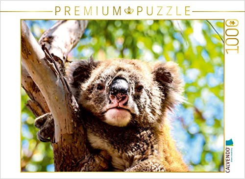 CALVENDO Puzzle Koalas - Sunshine Coast - QLD | 1000 Teile Lege-Größe 64 x 48 cm Foto-Puzzle für glückliche Stunden