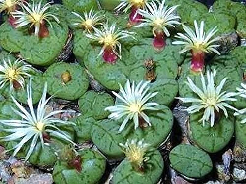 Conophytum uvaeforme cactus exotiques rares pierres vivantes rocher graines de cactus 100 graines
