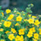Fingerstrauch 'Kobold' Potentilla Dasiphora fruticose Strauch mit zitronen- bis gold-gelben Blüten als Hecke oder in Einzelstellung von Garten Schlüter - Pflanzen in Top Qualität