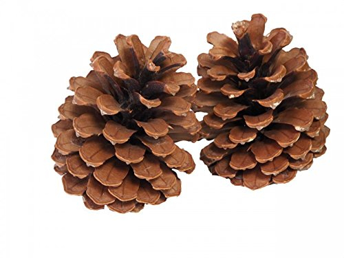 Unbekannt Pinienzapfen Tannenzapfen Zapfen Fensterbank Deko Tischdeko Weihnachten 10-12 cm H 2 Stück