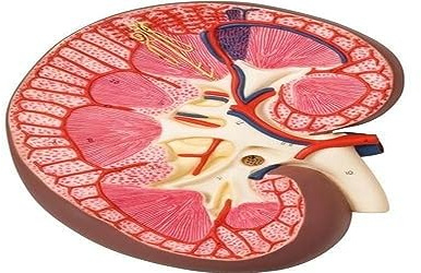 3B Scientific® Nierenschnitt-Modell – 3-fach vergrößerter menschlicher Nieren-Längsschnitt mit Darstellung von Rinde, Mark & Gefäßen + Smart Anatomy App (5 Jahre Garantie)