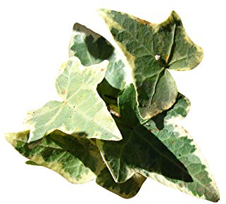 10 x Echtes Efeu Ableger -Hedera helix- ''Kletterpflanze/Winterhart''