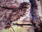 Natur-Fell-Shop Kuscheldecke Tagesdecke Wohndecke Decke Plaid Motiv Eule 160x200cm