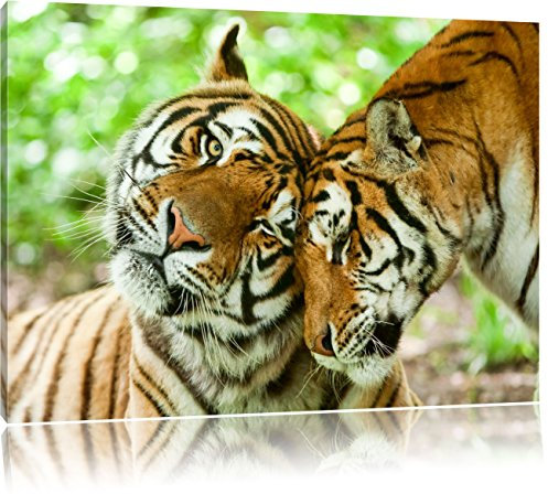 Pixxprint Zwei liebkosende Tiger, Größe: 100x70cm, Leinwandbild, fertig gespannt, Wandbild, Dekoration, Kunstdruck, kein Poster