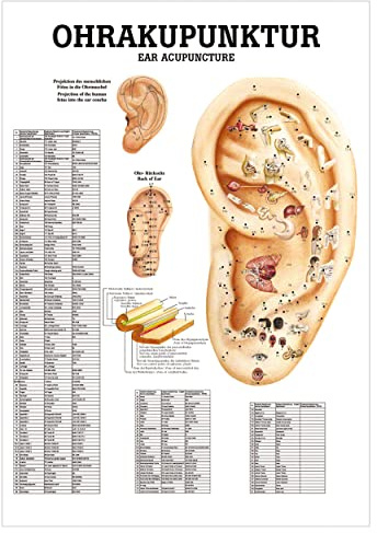 Rüdiger Ohrakupunktur Poster Anatomie 70x50 cm medizinische Lehrmittel
