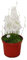 Pianta carnivora - Tubo per l'acqua - Utricularia livida- vaso 9cm - Rarità
