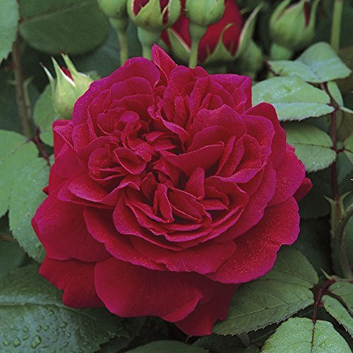 ADB Inc Rare ‚Tess von den d'Urbervilles‘ Rose Pflanze Blumensamen Klettern Dunkelrot