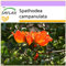 SAFLAX - Albero dei tulipani - 30 semi - Spathodea campanulata