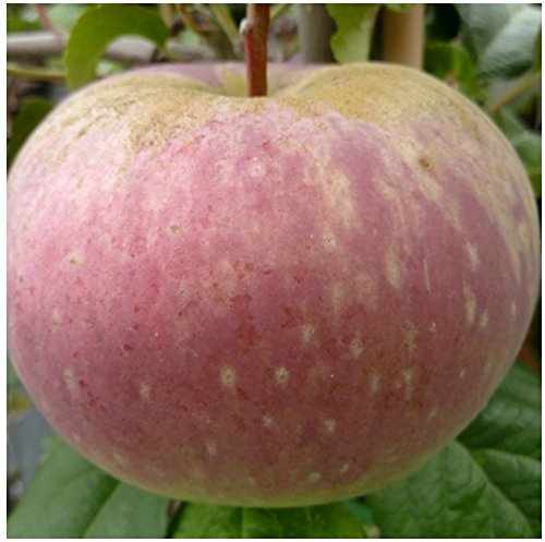 Apfelbaum Aport russischer Herbstapfel zweijähriger Apfel Buschbaum 110-140 cm 10 Liter Topf M7