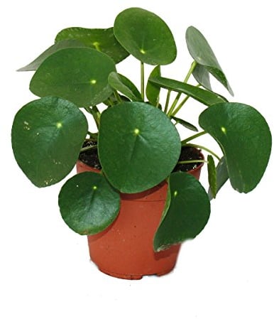 Exotenherz - Pilea peperomioides - Glückstaler - Chinesischer Geldbaum - Bauchnabelpflanze im 11cm Topf