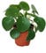 Pilea Peperomioides - Lefse Plant - Chinesise Money Tree - Belly Button Plant in a 11cm pot
