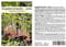 Seedeo® Engelstrompete pink - Brugmansia suaveolens 10 Samen