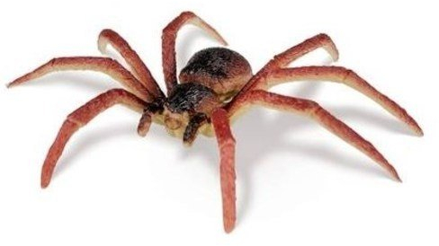 Die Olchis - Krabbeltiere Spinne