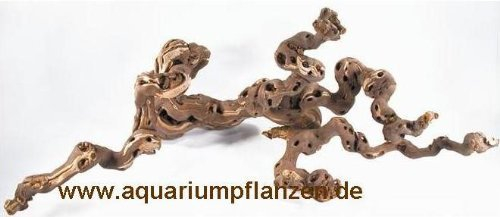 3 x Weinrebe 30-40 cm für Terrarium, Wurzel, Reben