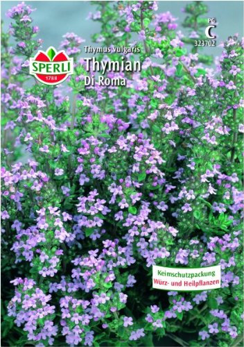 Thymian Di Roma, mehrjährig, intensives Duftkraut
