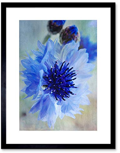 Wee Blue Coo Cornflower Flower Blue Bloom Art Framed Wall Art Print