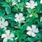 Vinca minor 'Alba' - Weißes Immergrün 'Alba' - Bodendecker mit weißen Blüten: unverwüstlich, winterhart - 1 Pflanze im Topfballen von Garten Schlüter - Pflanzen in Top Qualität