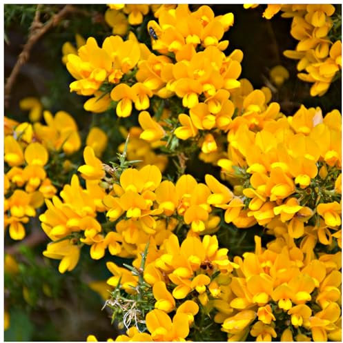 5 Gorse Hedging Bush, Prickly Furze Plants, Fragrant Yellow Whin Hedge, Evergreen 3fatpigs®