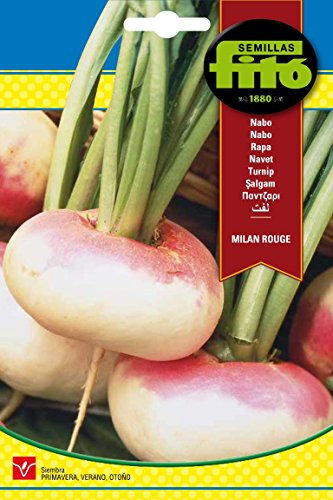Semillas Fitó 3489 - Semillas de Nabo de Mesa Milan Rouge