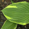 Funkie Goldrand, Hosta x fortunei 'Aureo-Marginata'