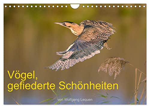 Vögel, Gefiederte Schönheiten (Wandkalender 2026 DIN A4 quer), CALVENDO Monatskalender: Einmalige Bilder von zum Teil seltenen Arten. (CALVENDO Tiere)