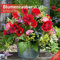 Blumenzauber Kalender 2021 - 30x30: Bouquets