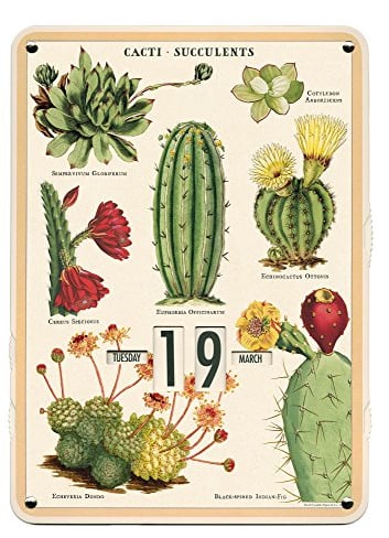 Cavallini Papers & Co., Inc. Succulents Perpetual Calendar Kalender, Mehrfarbig