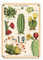Cavallini Papers & Co., Inc. Succulents Perpetual Calendar Kalender, Mehrfarbig