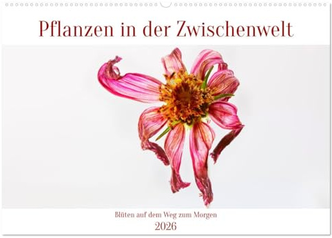 Pflanzen in der Zwischenwelt (Wandkalender 2026 DIN A2 quer), CALVENDO Monatskalender: Blüten auf dem Weg zum Morgen (CALVENDO Natur)