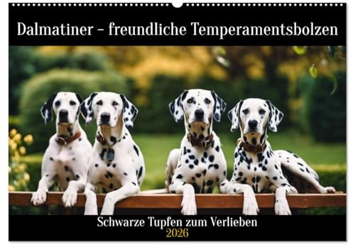 Dalmatiner - freundliche Temperamentsbolzen (Wandkalender 2026 DIN A2 quer), CALVENDO Monatskalender: Schwarze Punkte zum Verlieben (CALVENDO Tiere)